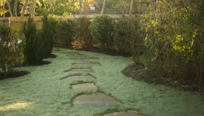 Winter landscape care can bring a green and lively spring yard!