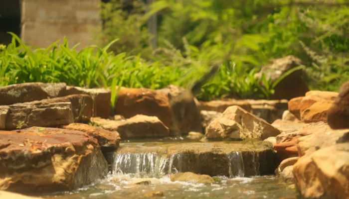 Backyard Water Feature