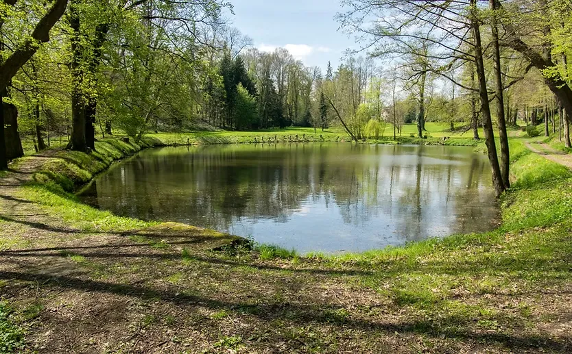 Pond and walking trail landscaping to be cleared out.